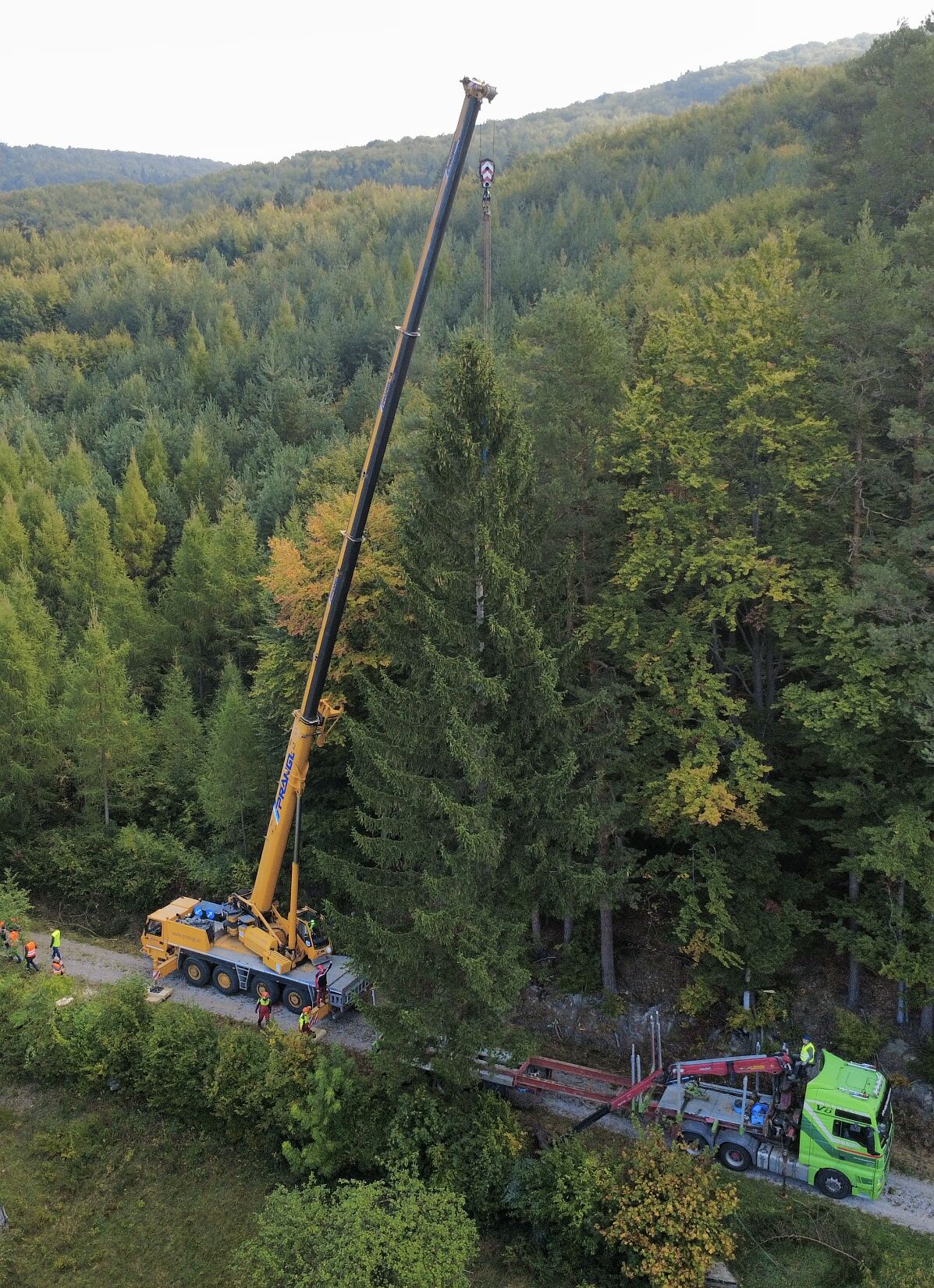 Weihnachtsbaumernte in Pressbaum