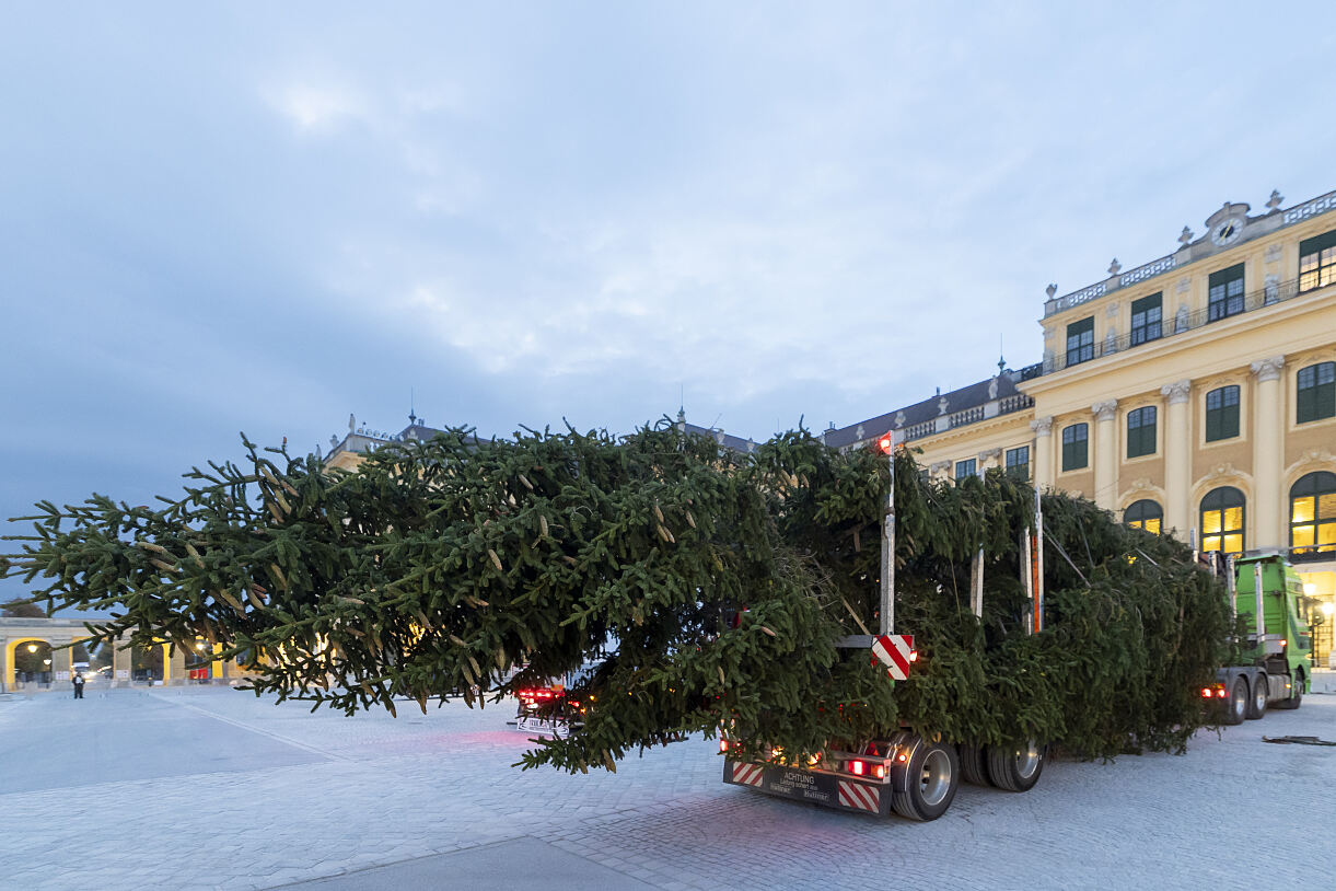 Ankunft Weihnachtsbaum in Schönbrunn (2)