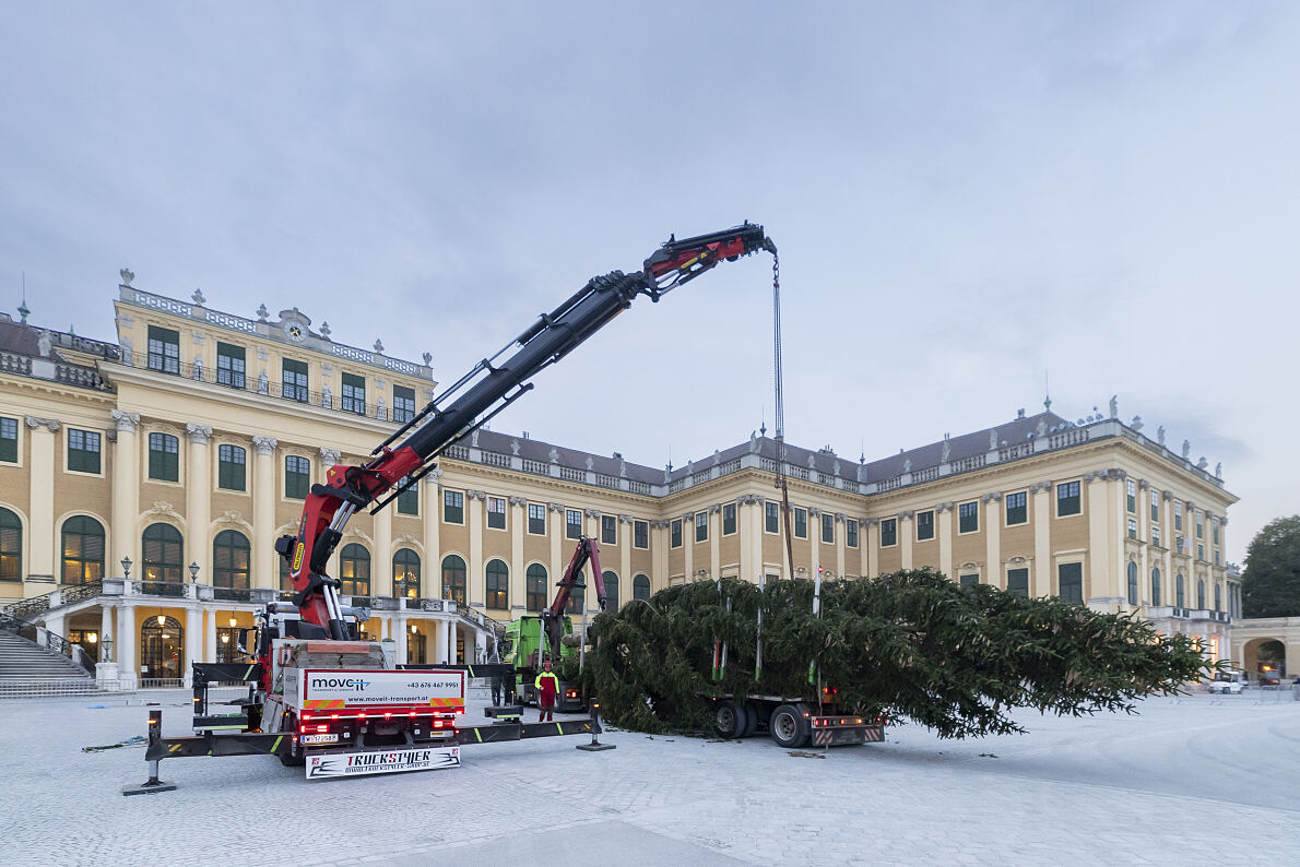 Ankunft Weihnachtsbaum in Schönbrunn (3)
