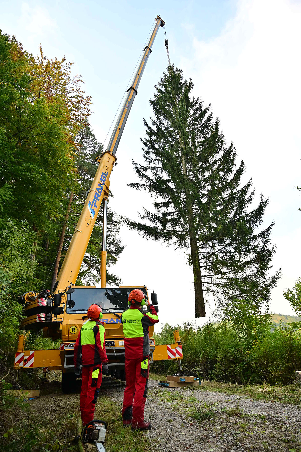 Weihnachtsbaumernste in Pressbaum (2)