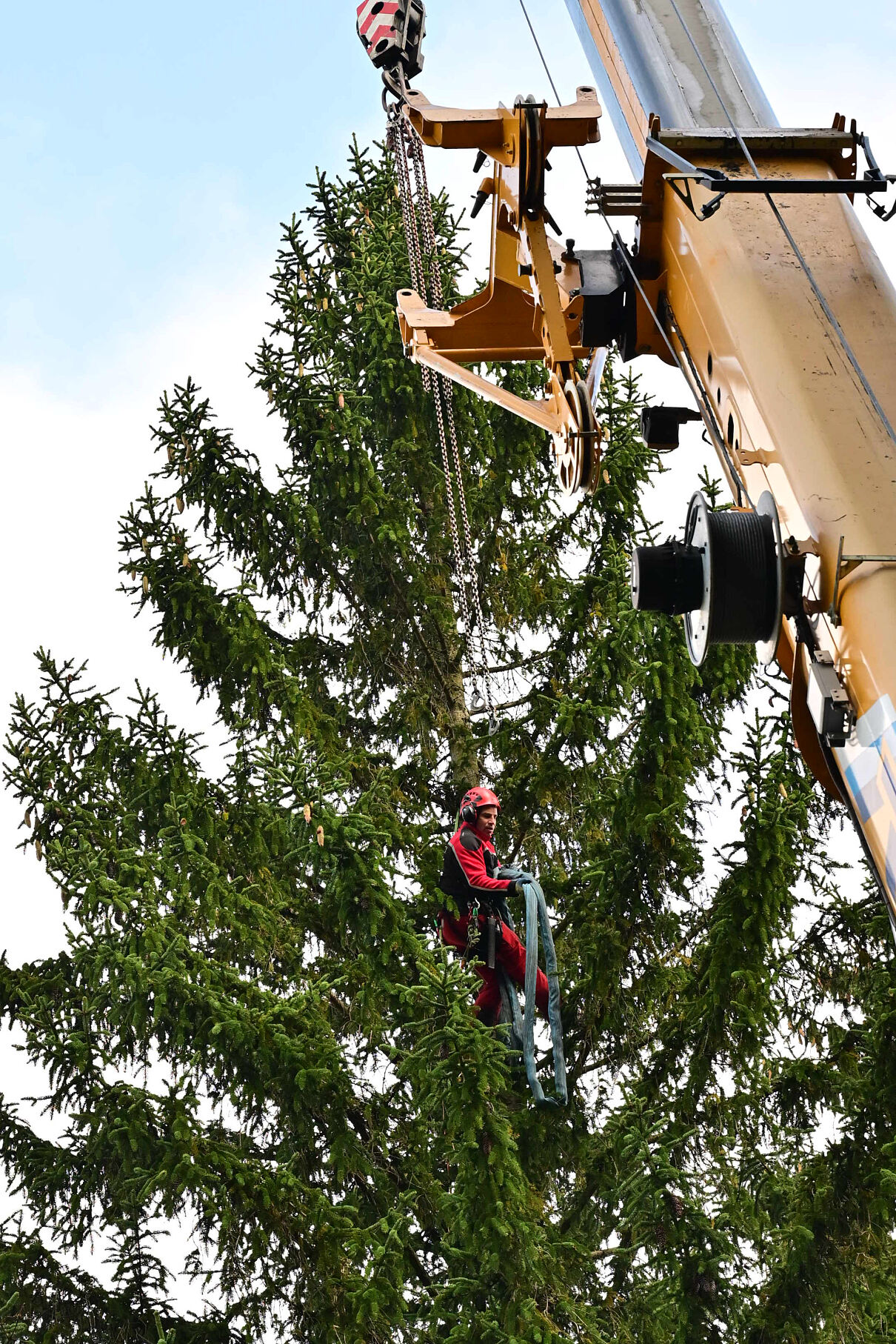 Weihnachtsbaumernste in Pressbaum